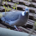 wood-pigeon.jpg