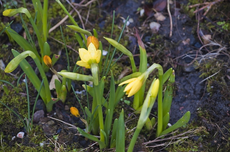 201603-daffodil-crocus-garden-001.jpg