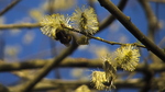 Catkin With Bee