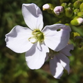 Cardamine-pratensis-cuckoo-flower-or-ladys-smock-001.jpg