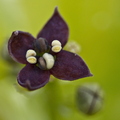 aucuba-japonica-crotonifolia-Spotted-Laurel-001.jpg