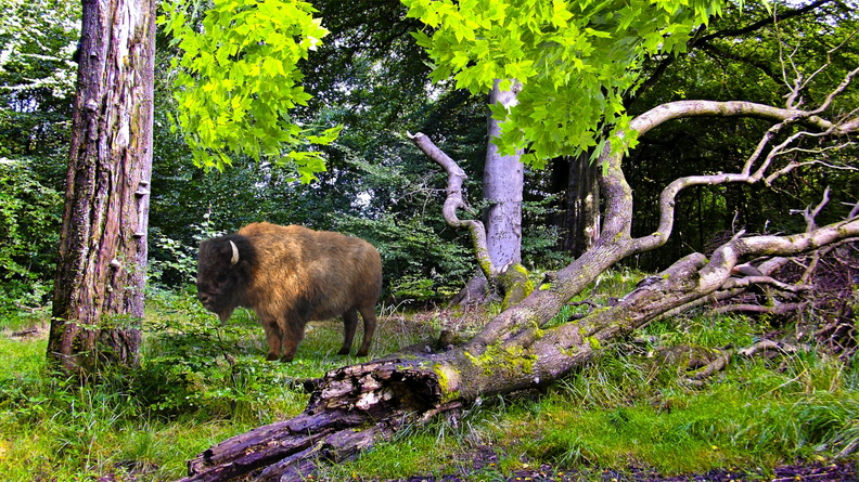 bison-catalyzer-woods-004.jpg