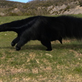 Giant Anteater LAMH Catalyzer