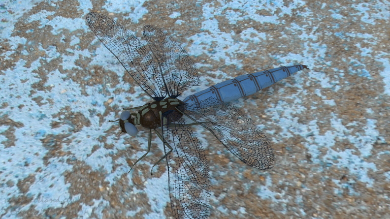dragonfly-001.jpg