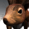 squirrel-curious-001