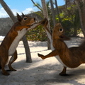 squirrel-dancing-catalyzer-002