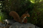 squirrel-fircone-002