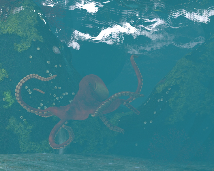 octopus-001.jpg
