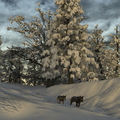 winterland-wolf-trail-001