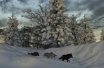 winterland-wolf-trail-002