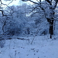 drumpellier-snow-022.jpg