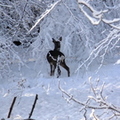 Snowy Drumpellier Roe Deer