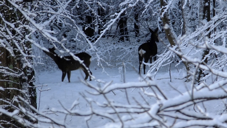 Snowy Drumpellier Roe Deer