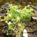 Lichen-Cladonia-sulphurina-001.jpg
