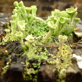 Lichen-Cladonia-sulphurina-002.jpg