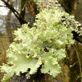 Flavoparmelia caperata Lichen
