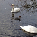 Goosander and Mute Swans