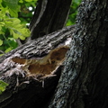 Woodpecker Holes In Branch
