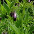 Comfrey (Symphytum officinale) Flowers and Bees