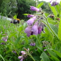 Comfrey (Symphytum officinale) Flowers and Bee