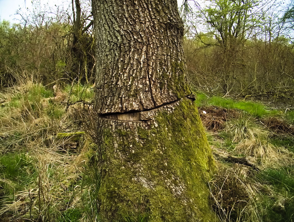 Chain Sawed Tree
