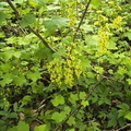 20210426-red-currant-001.jpg