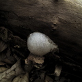 Fungus On Wood