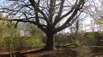 Large Beech Tree