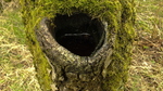 Water Filled Hollow In Tree
