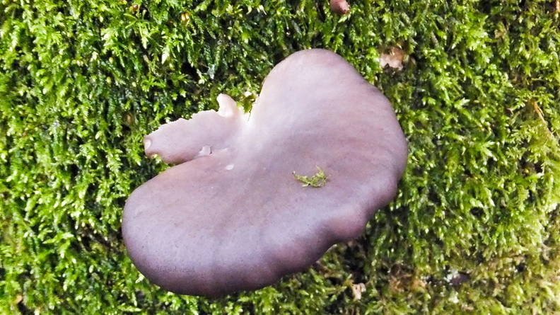20201201-fungus-001.jpg