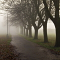 Misty Tree Avenue