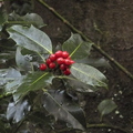 holly-berries-001.jpg