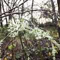 Lichen