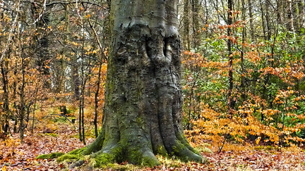 Tree Ent