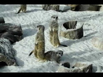 Meerkats Playing at Calderglen Country Park