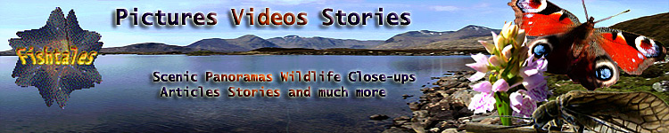 Fishtales - Pictures Videos Stories Scenic Panoramas Wildlife Close-ups Articles Stories and much more